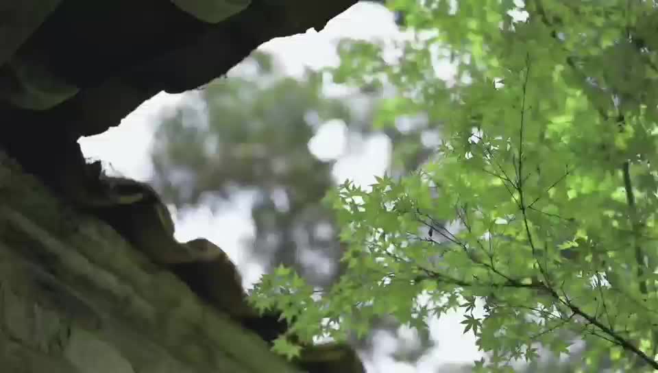 三生三世